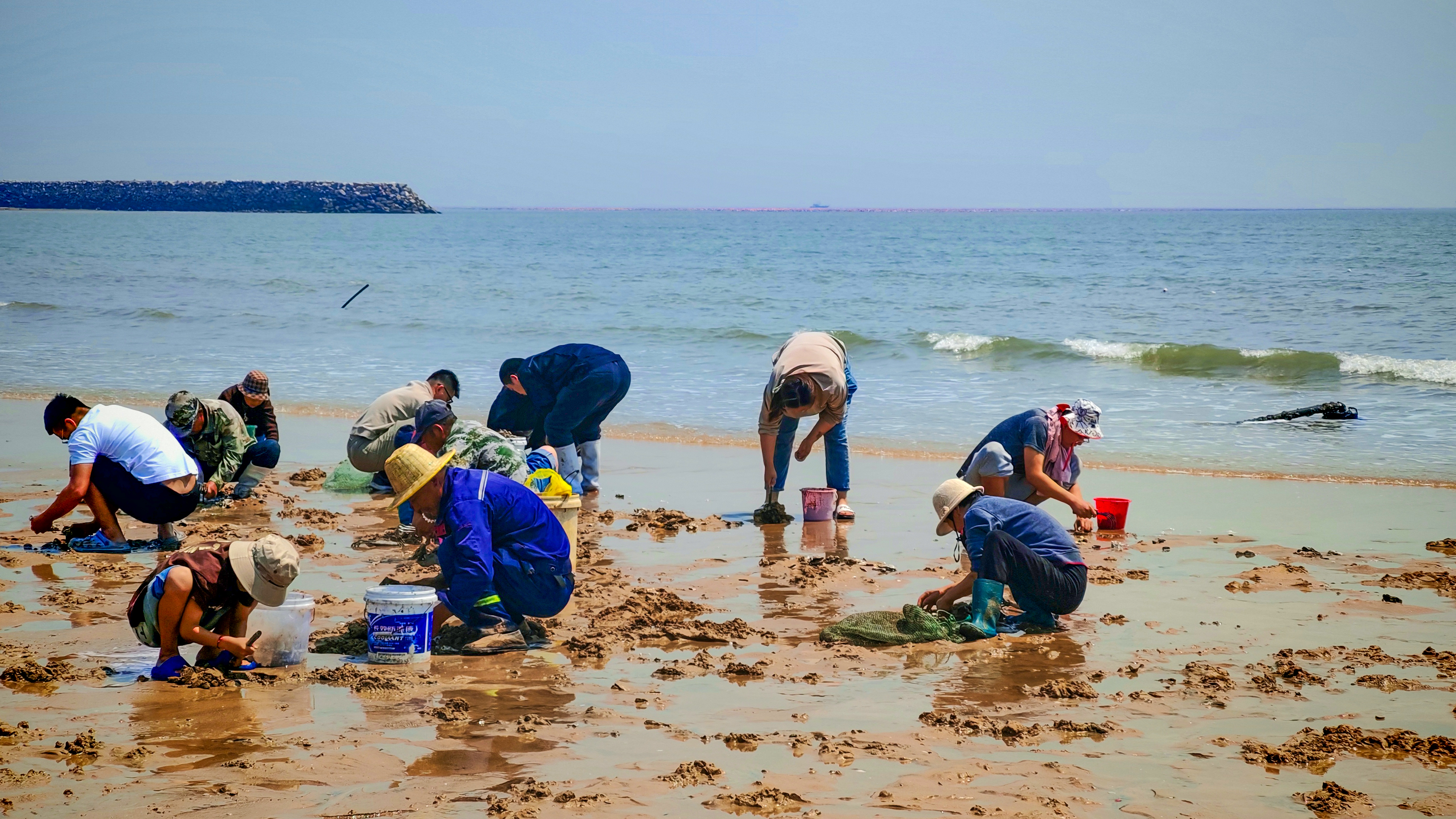 People are pictured digging for clams at a beach in Taoluo Town, Rizhao, Shandong Province on May 11, 2025. /IC