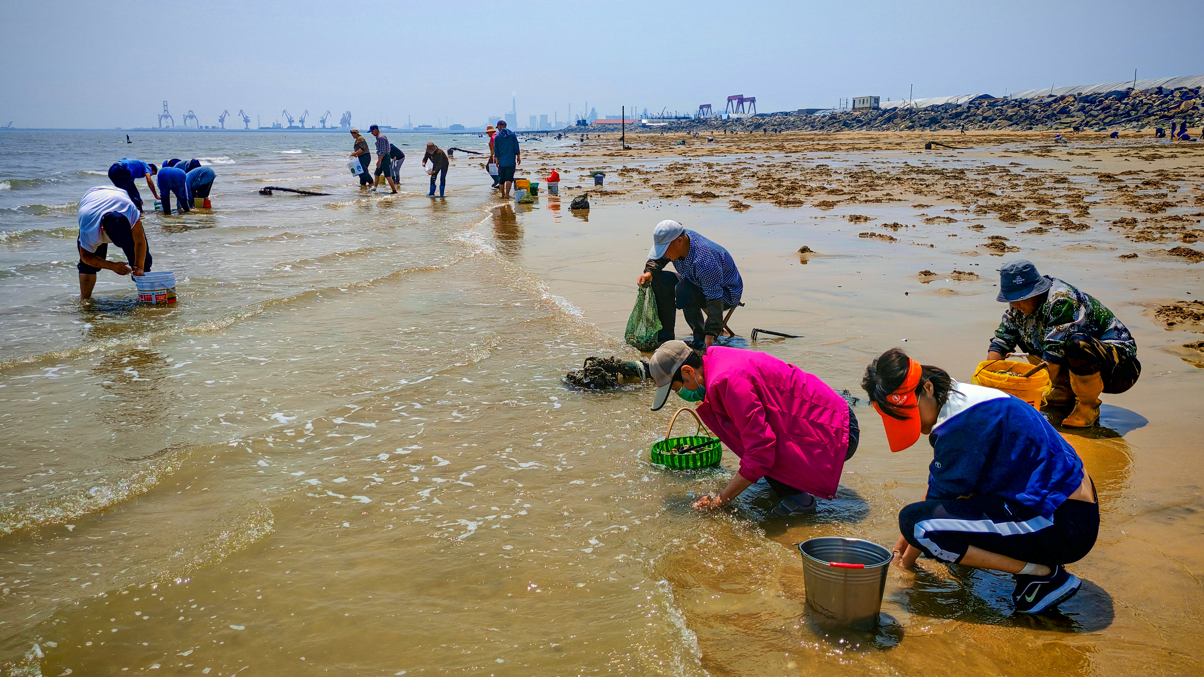 People are pictured digging for clams at a beach in Taoluo Town, Rizhao, Shandong Province on May 11, 2025. /IC