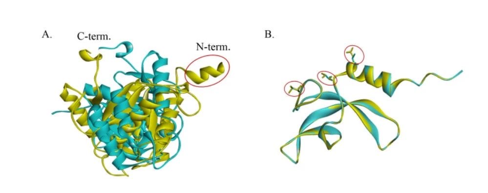 The protein structure differences between Niallia tiangongensis and its closest relative. /CMSA