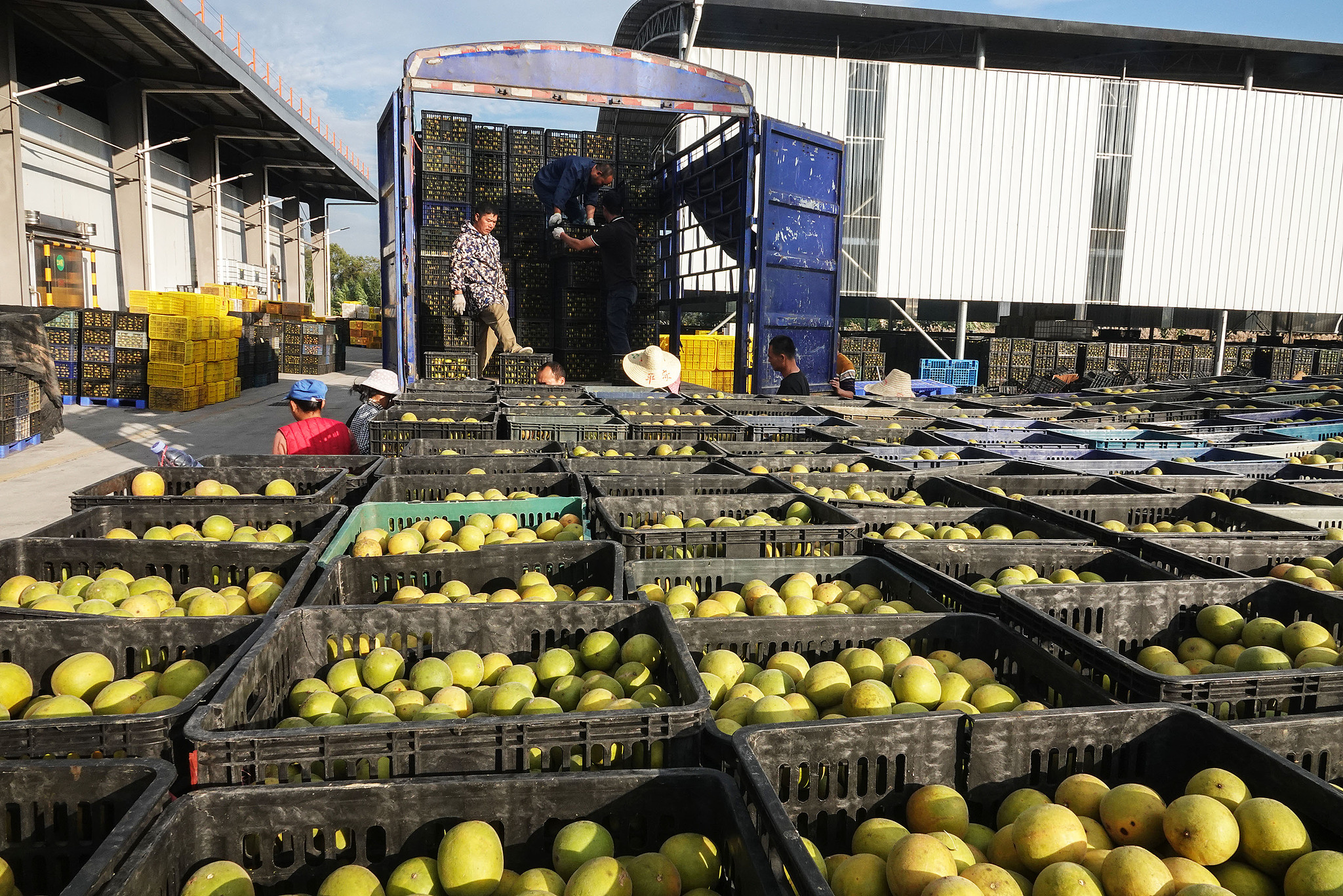 Local farmers unload freshly harvested monk fruit from a truck at a company in Suqiao Industrial Park, Yongfu County, Guilin City, southern China's Guangxi Zhuang Autonomous Region, December 8, 2023. /CFP