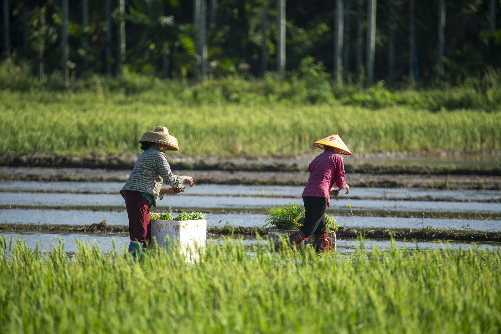 Farmers transplant rice in Qionghai, Hainan Province on May 21, 2025. /VCG