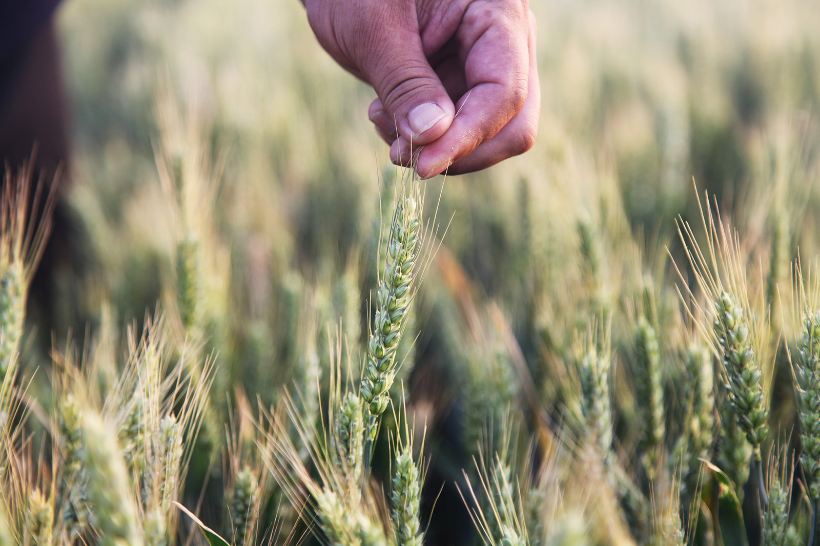 A farmer checks the growth of wheat in Liaocheng, Shandong Province on May 21, 2025. /VCG