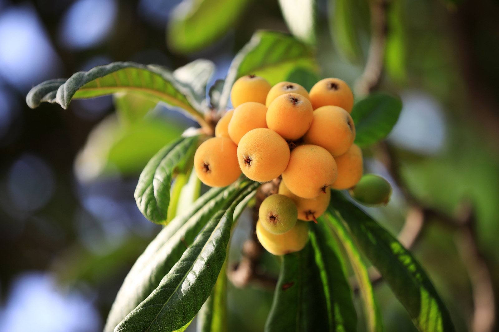 Loquats hang from tree branches in Huai'an, Jiangsu Province on May 20, 2025. /IC