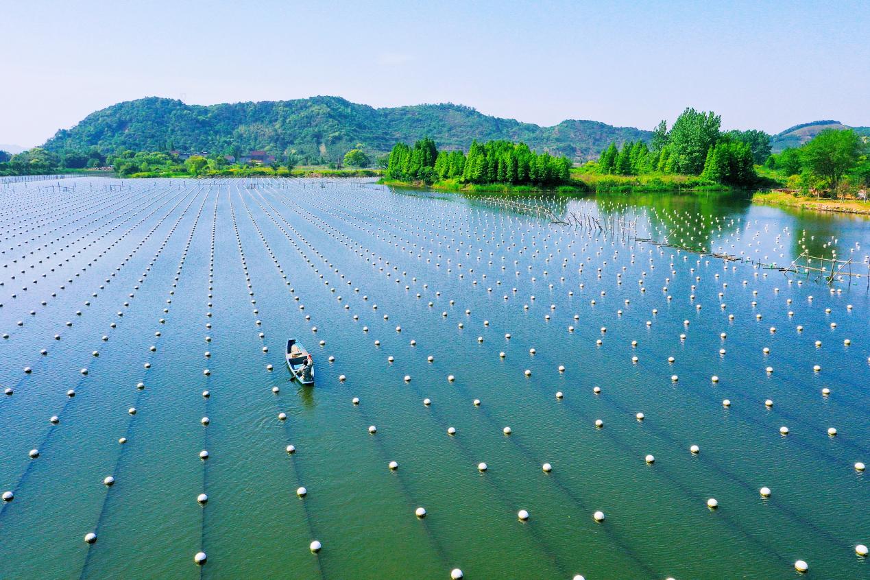 The Xiaoshanyang Freshwater Pearl Ecological Farming Base in Deqing County, Zhejiang Province, China. /CGTN