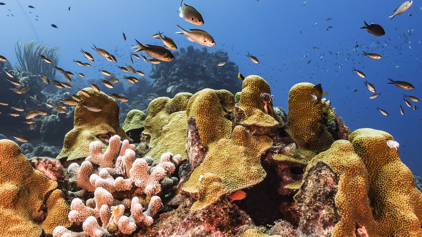 More plastic than fish? Pacific islands call out for help