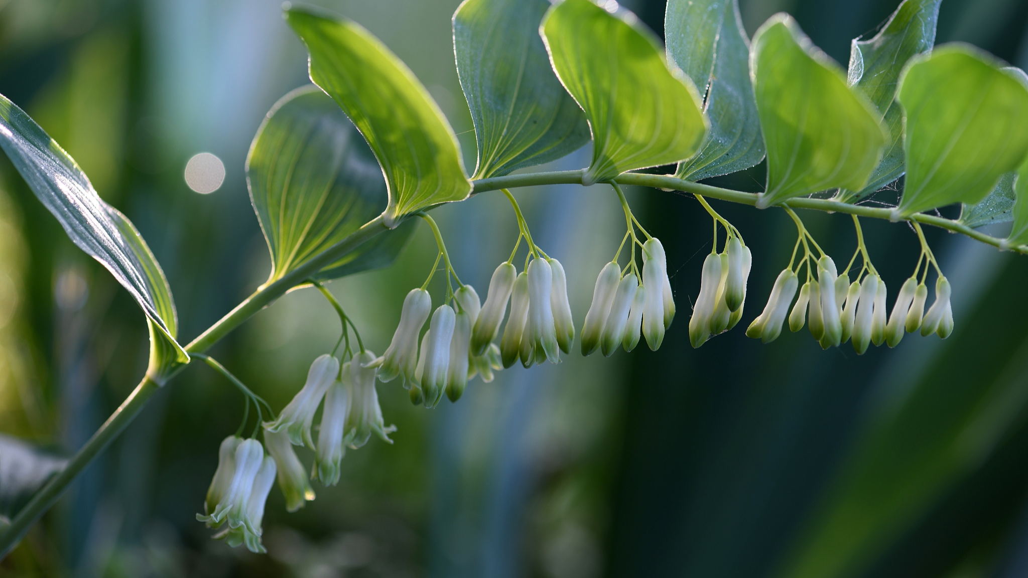SE China's Fujian taps forest wealth with green finance