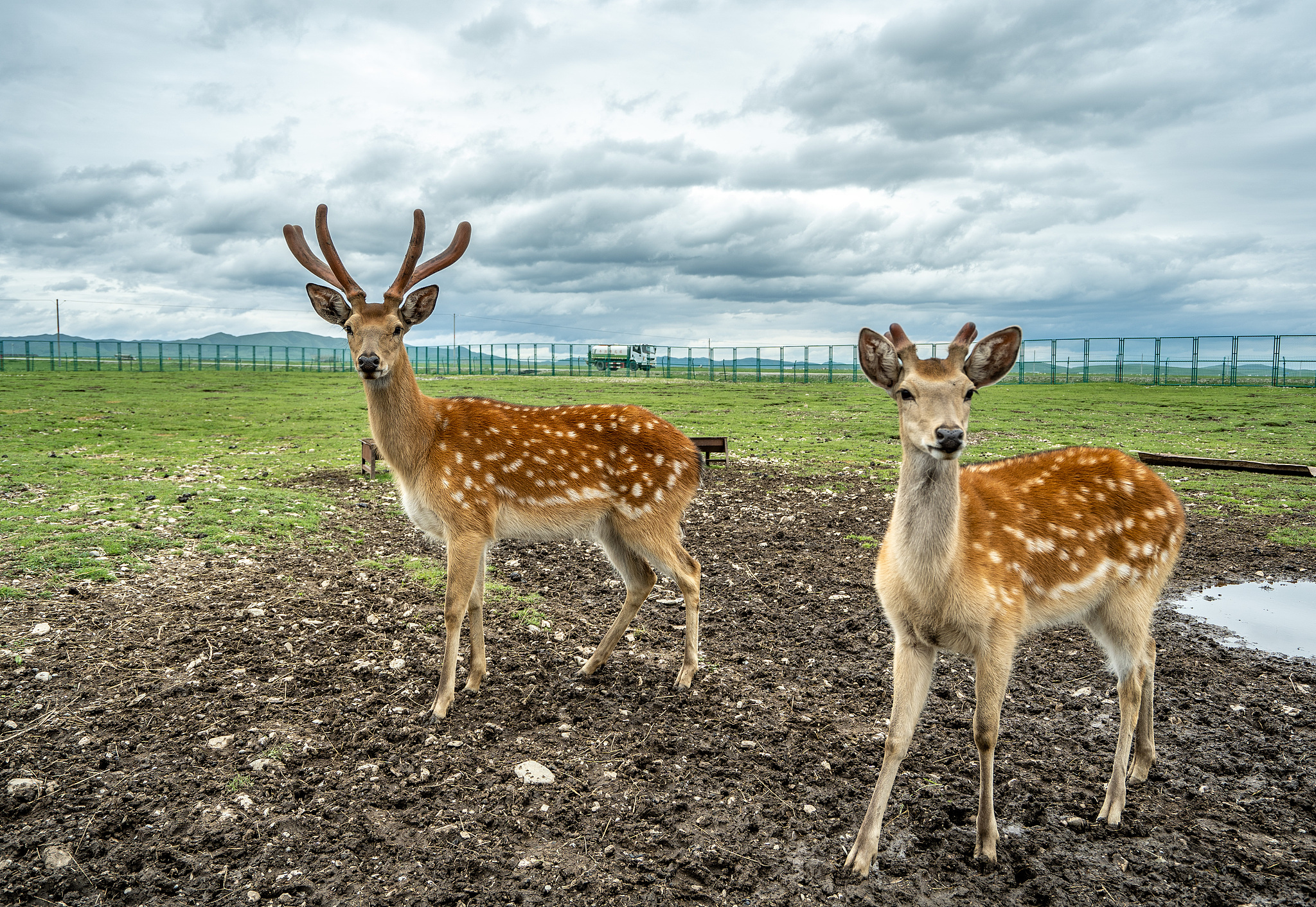 Sika deer in Zogye, Aba Zang and Qiang Autonomous Prefecture, Sichuan Province, southwest China, July 14, 2023. /VCG