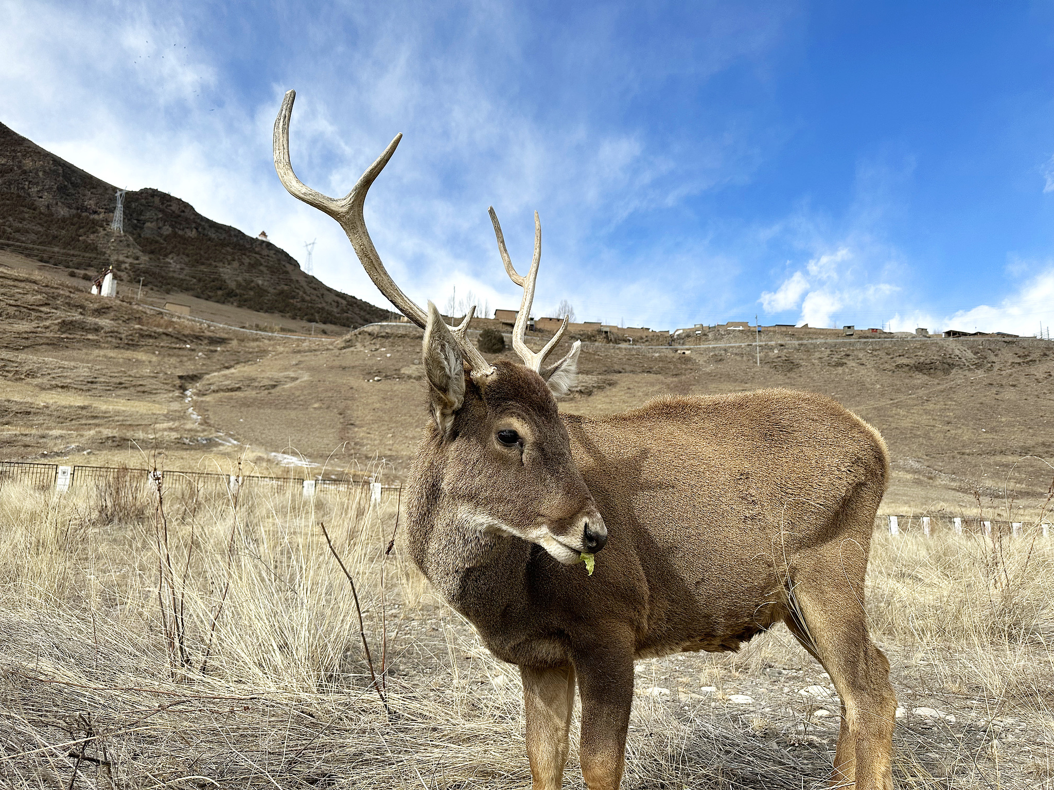 A Thorold's deer in Nagqu City, Xizang Autonomous Region, southwest China, April 5, 2023. /VCG