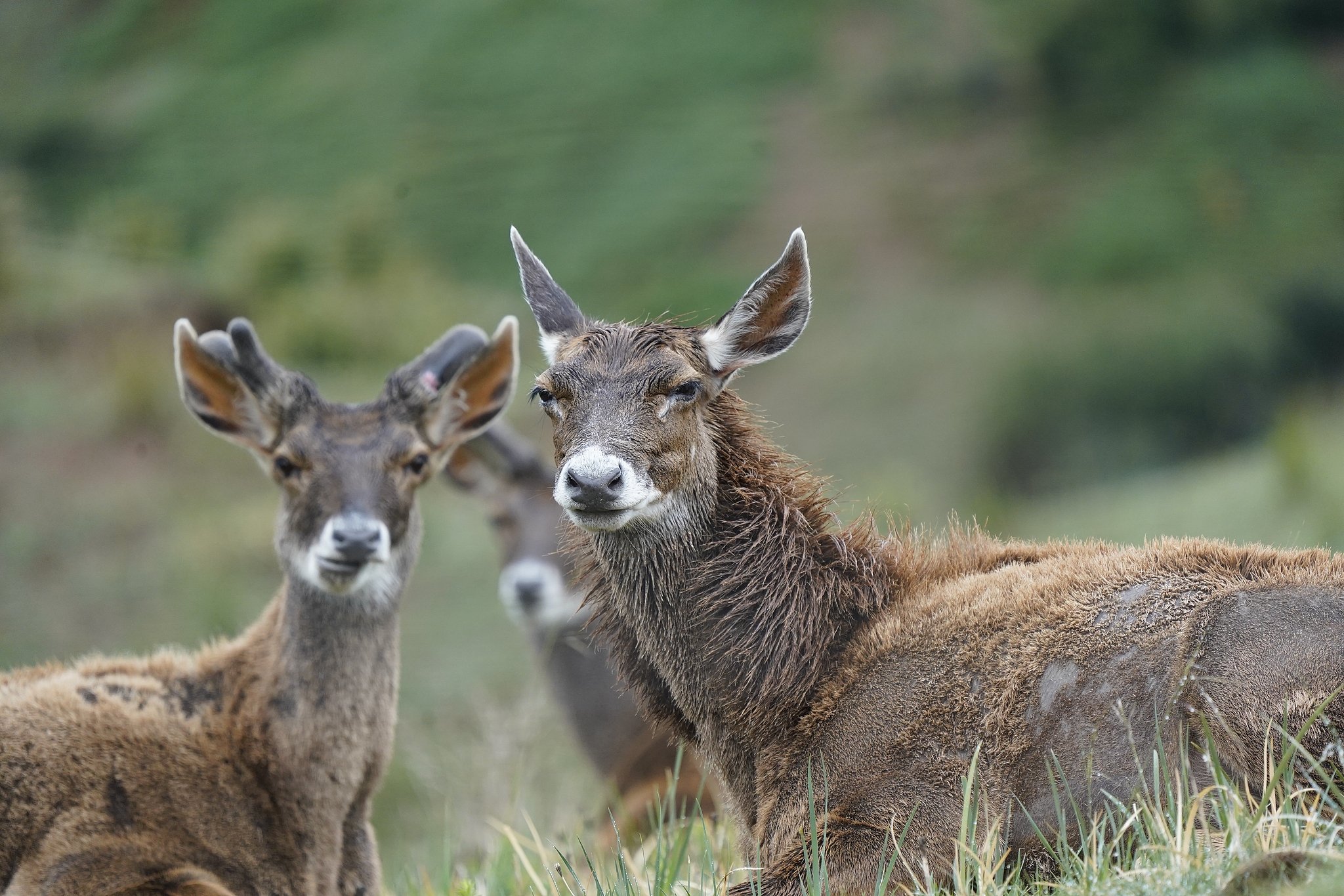 Thorold's deer are seen in the Qilianshan National Nature Reserve, Zhangye City, Gansu Province, northwest China, July 16, 2024. /VCG