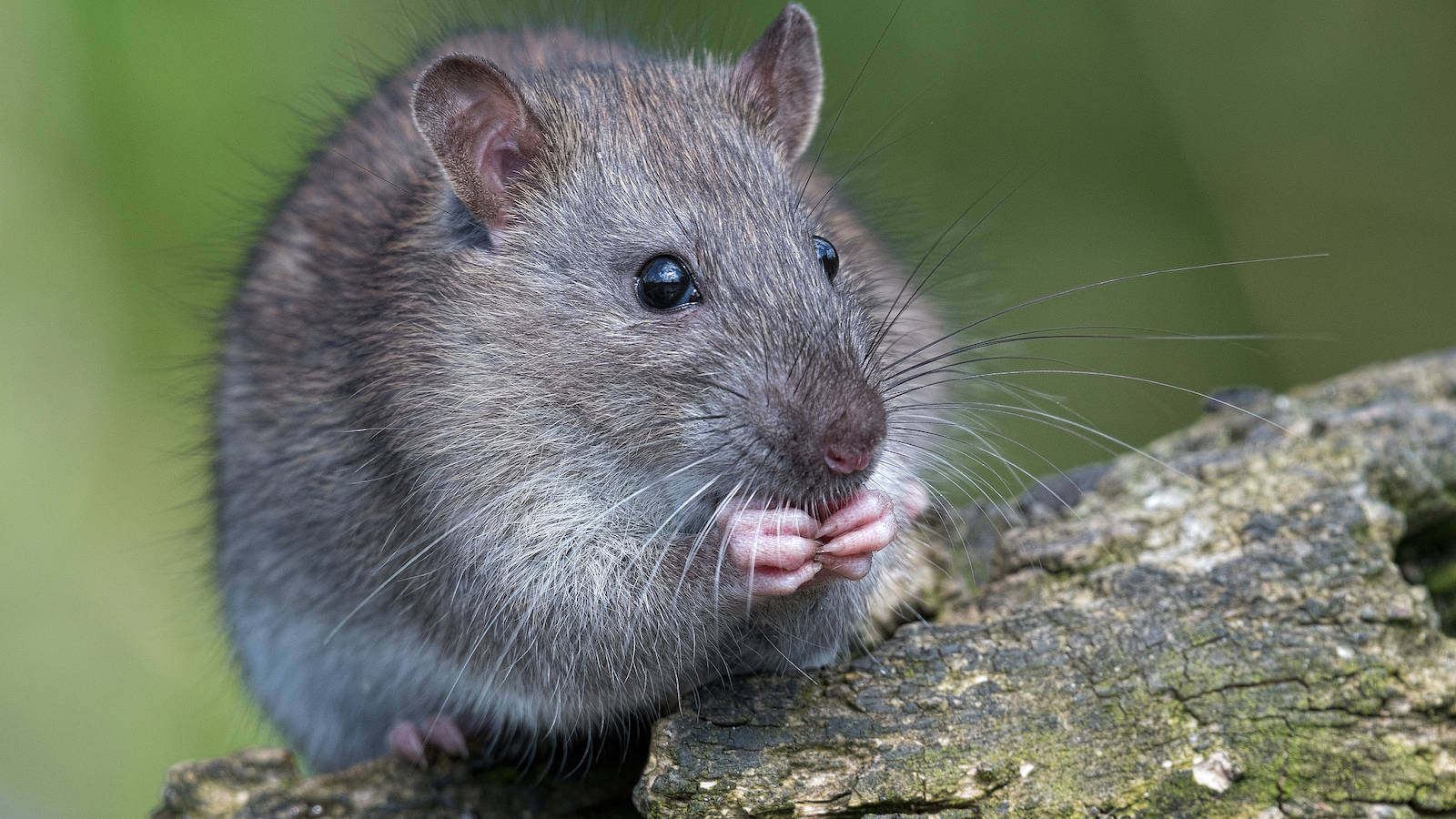 Chinese scientists find switch for mammal organ regeneration