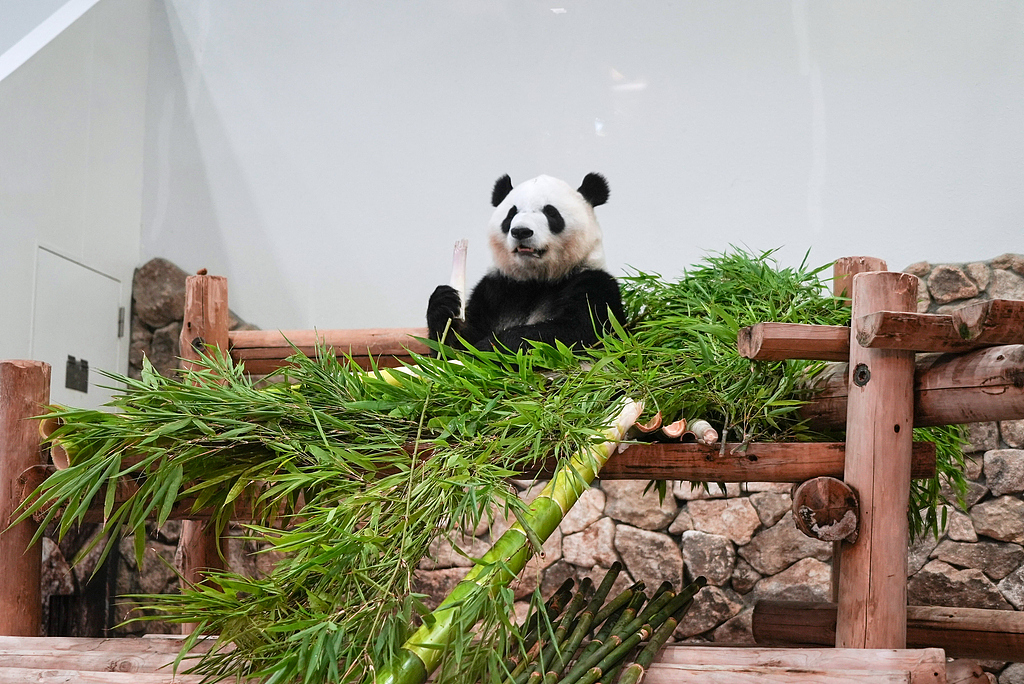 Giant panda Saihin is seen at Adventure World in Shirahama, Wakayama Prefecture, Japan on Friday, June 27, 2025. /Ayaka McGill via CFP