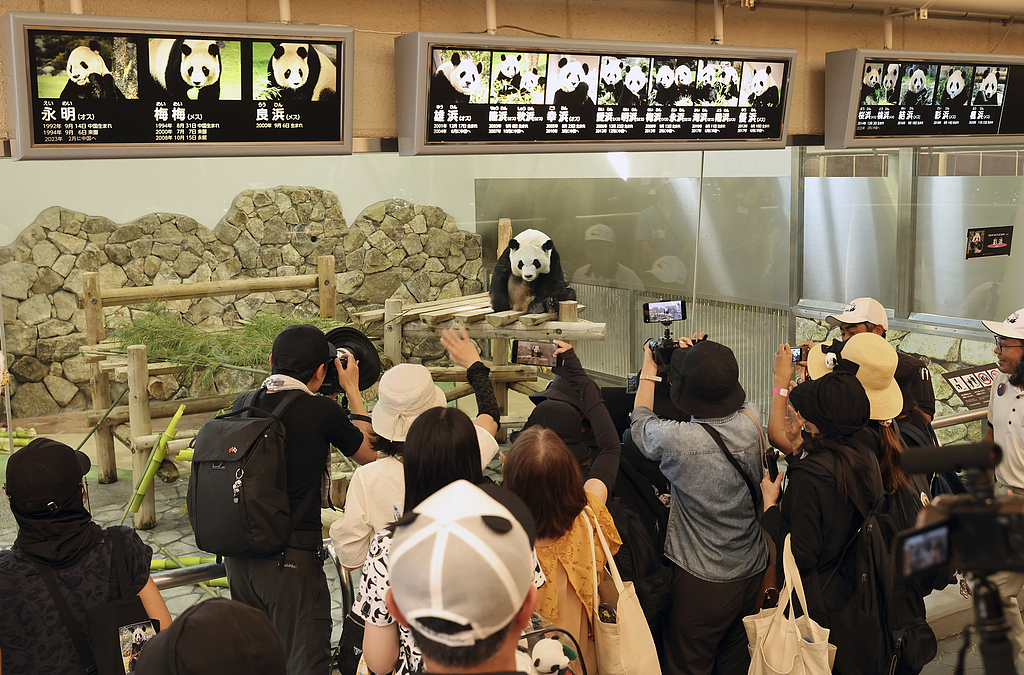 Giant panda Saihin, 6, attracts visitors at Adventure World in Shirahama Town, Wakayama Prefecture, Japan, on June 27, 2025, her final viewing day in Japan. /Yomiuri Shimbun via CFP