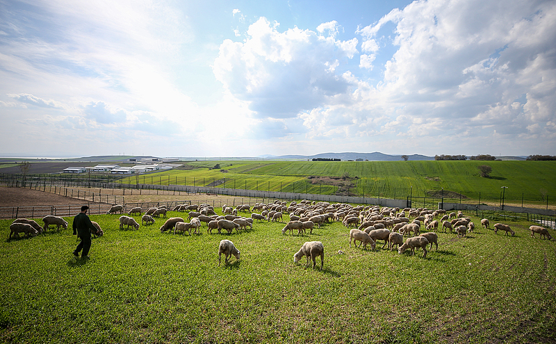 Sheep are seen on the farm, which was established with the support of the International Fund for Agricultural Development (IFAD), Türkiye, on April 21, 2021. /CFP
