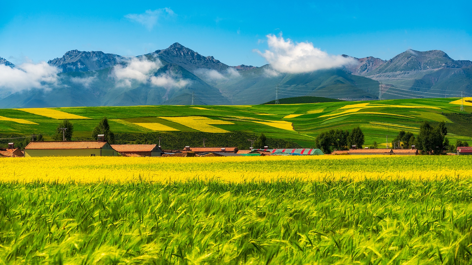 Pasture dataset boosts eco‑protection on Qinghai‑Xizang Plateau
