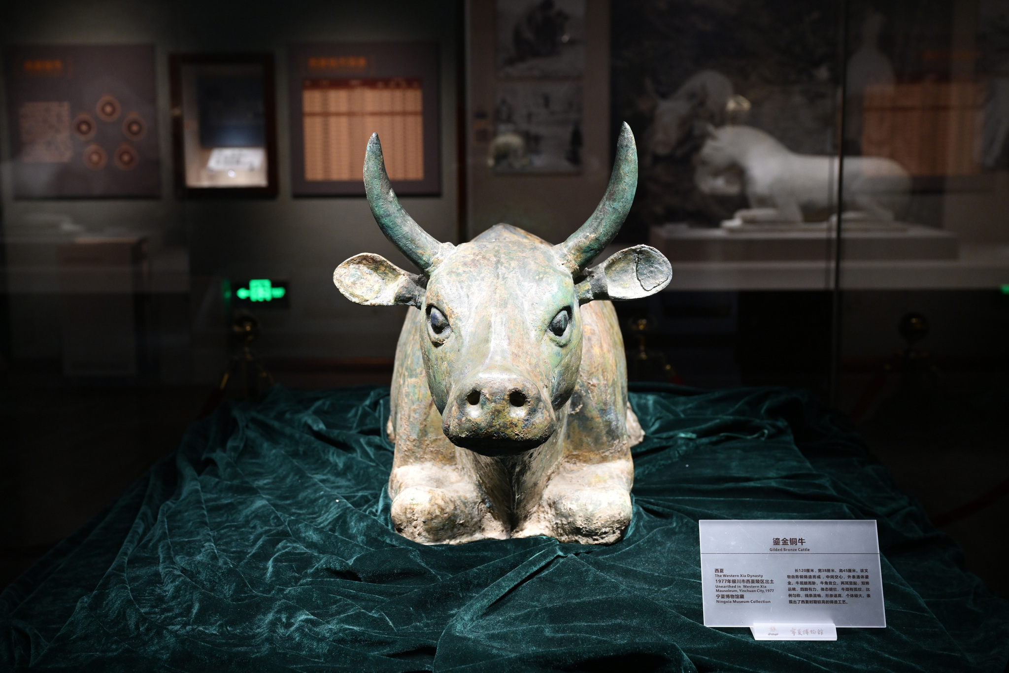 A gilded bronze cattle sculpture dating back to the Xixia, or Western Xia, Dynasty is pictured at Ningxia Museum on July 9, 2025. /VCG