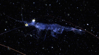 Invisible kingdom beneath the waves revealed by Chinese ocean mission