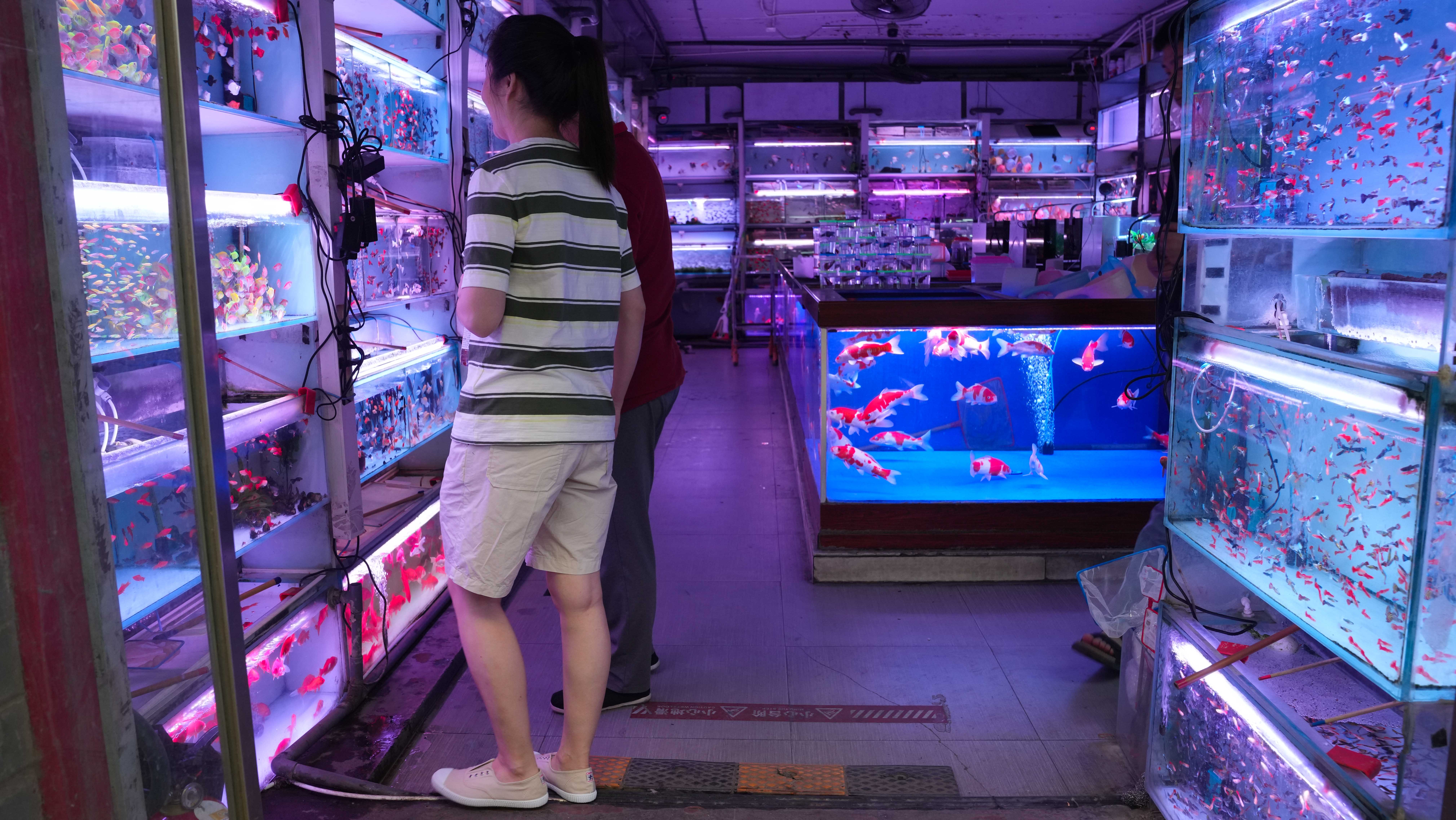 An ornamental fish shop at Beijing's Shilihe Tianjiao Culture City. Chen Bo/CGTN 