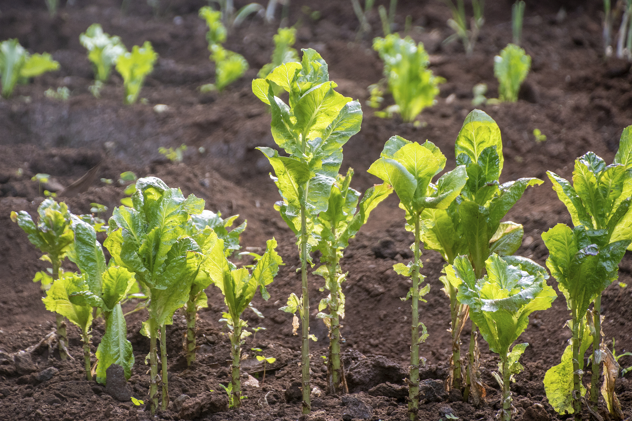 Green vegetables are planted in Tanzania. /VCG