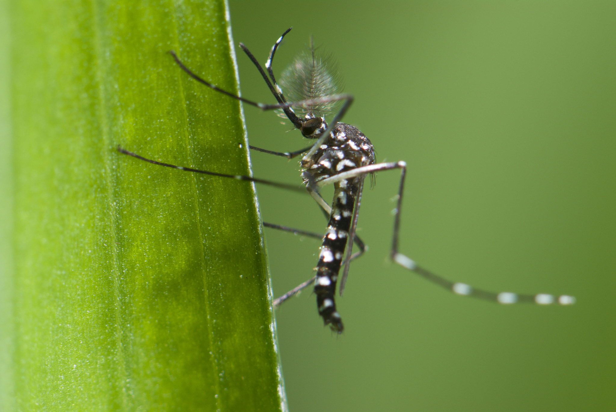 Aedes mosquito. /VCG