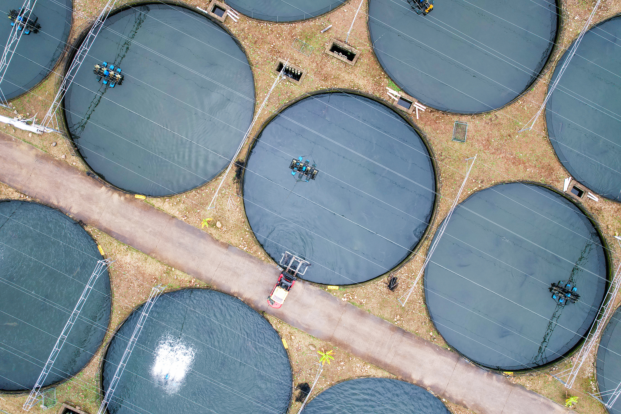 Quzhou's caviar is taking over the world