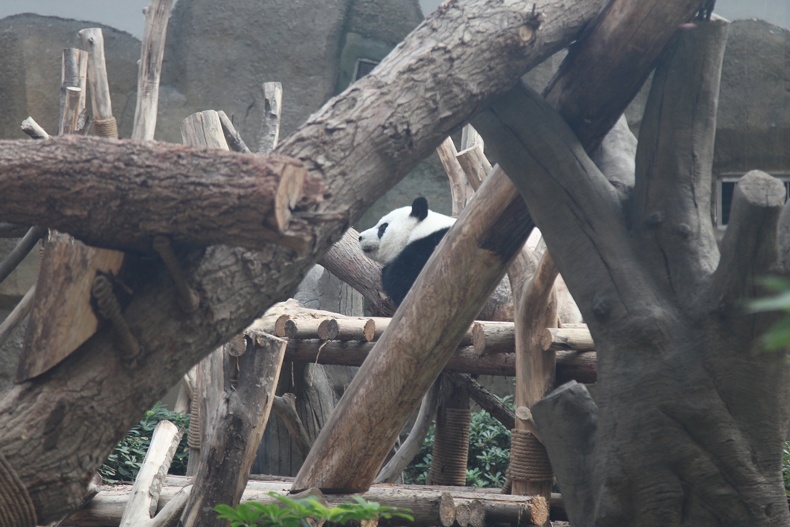 A giant panda relaxes at the Chengdu Research Base of Giant Panda Breeding in Sichuan Province. /CGTN