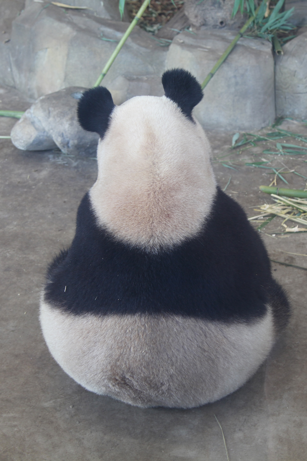 A giant panda enjoys some leisure time at the Chengdu Research Base of Giant Panda Breeding in Sichuan Province. /CGTN