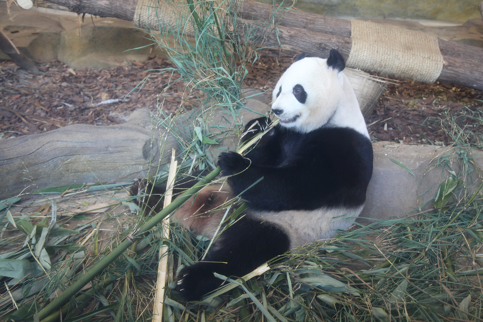 A giant panda feasts on bamboo at the Chengdu Research Base of Giant Panda Breeding in Sichuan Province. /CGTN