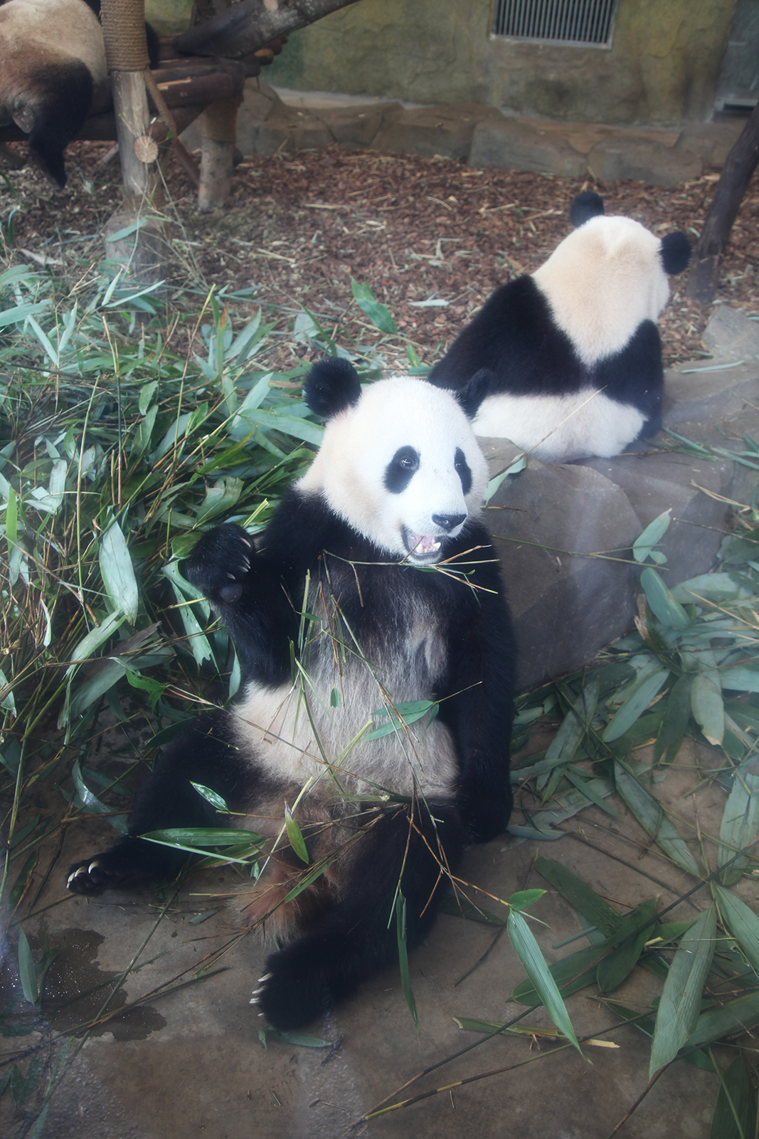 Giant pandas enjoy some leisure time at the Chengdu Research Base of Giant Panda Breeding in Sichuan Province. /CGTN