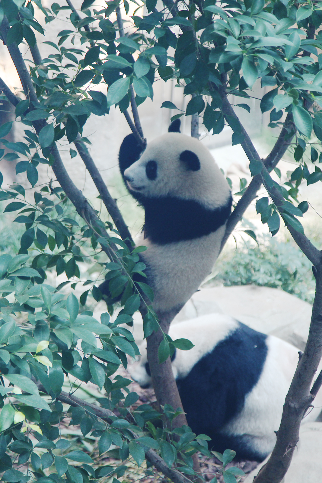 A panda cub climbs a tree at the Chengdu Research Base of Giant Panda Breeding in Sichuan Province. /CGTN