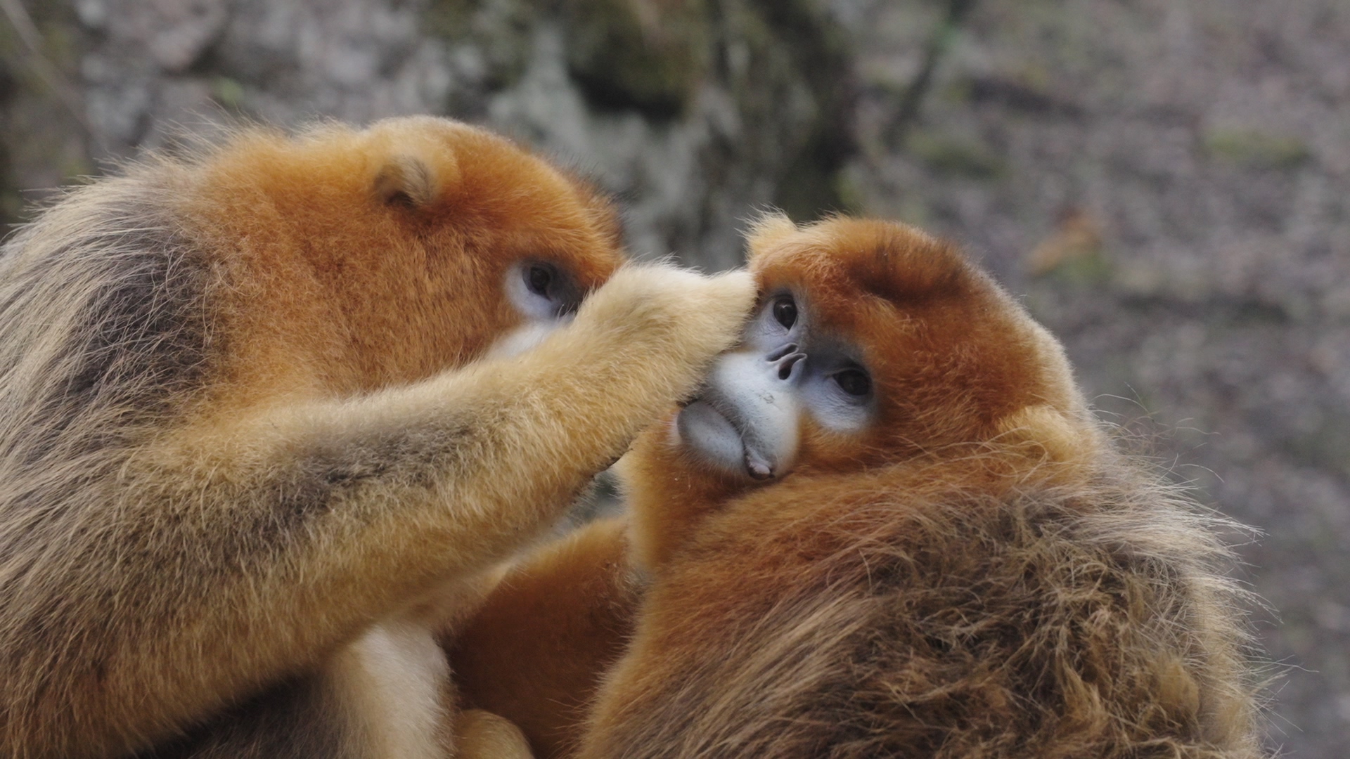 One monkey carefully grooms its companion, the Qinling Mountains, northwest China's Shaanxi Province. /CGTN