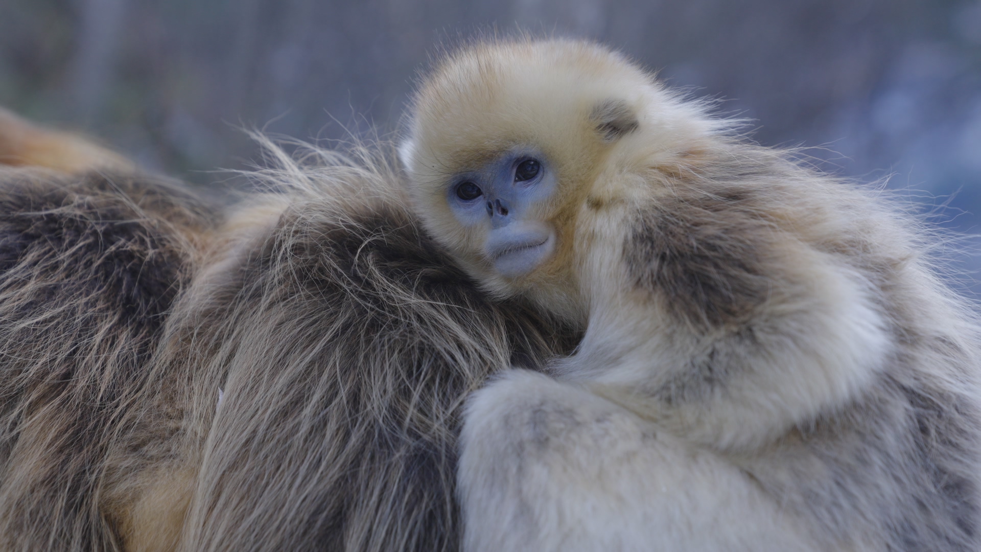 Monkeys nestle close against each other during the cold season, the Qinling Mountains, northwest China's Shaanxi Province. /CGTN