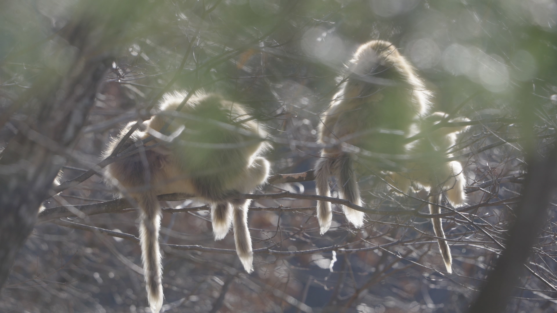Monkeys gather and sit side by side on a tree, the Qinling Mountains, northwest China's Shaanxi Province. /CGTN