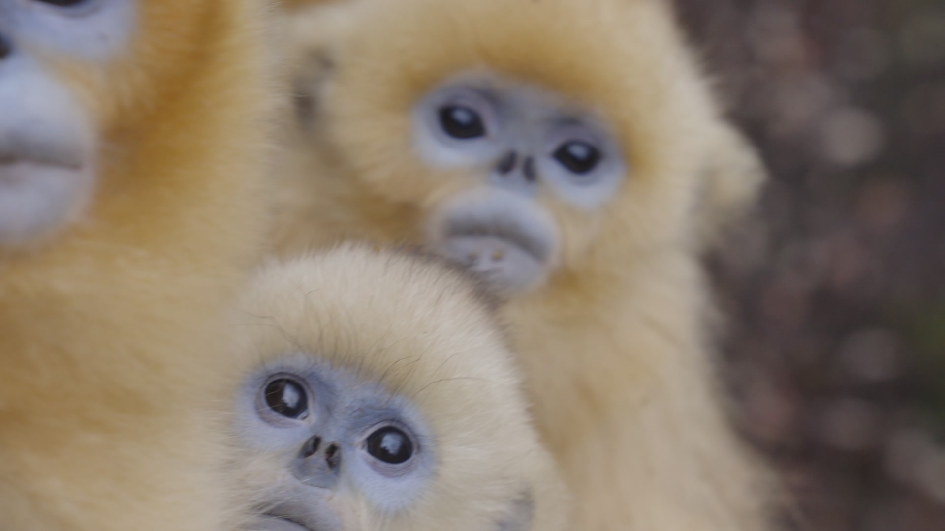 Two monkeys' faces close together, the Qinling Mountains, northwest China's Shaanxi Province. /CGTN