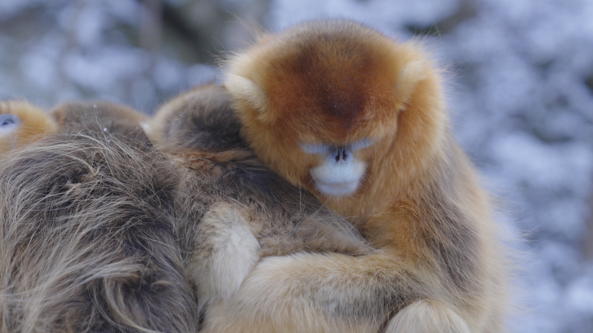Monkeys huddle together to keep warm in winter, the Qinling Mountains, northwest China's Shaanxi Province. /CGTN