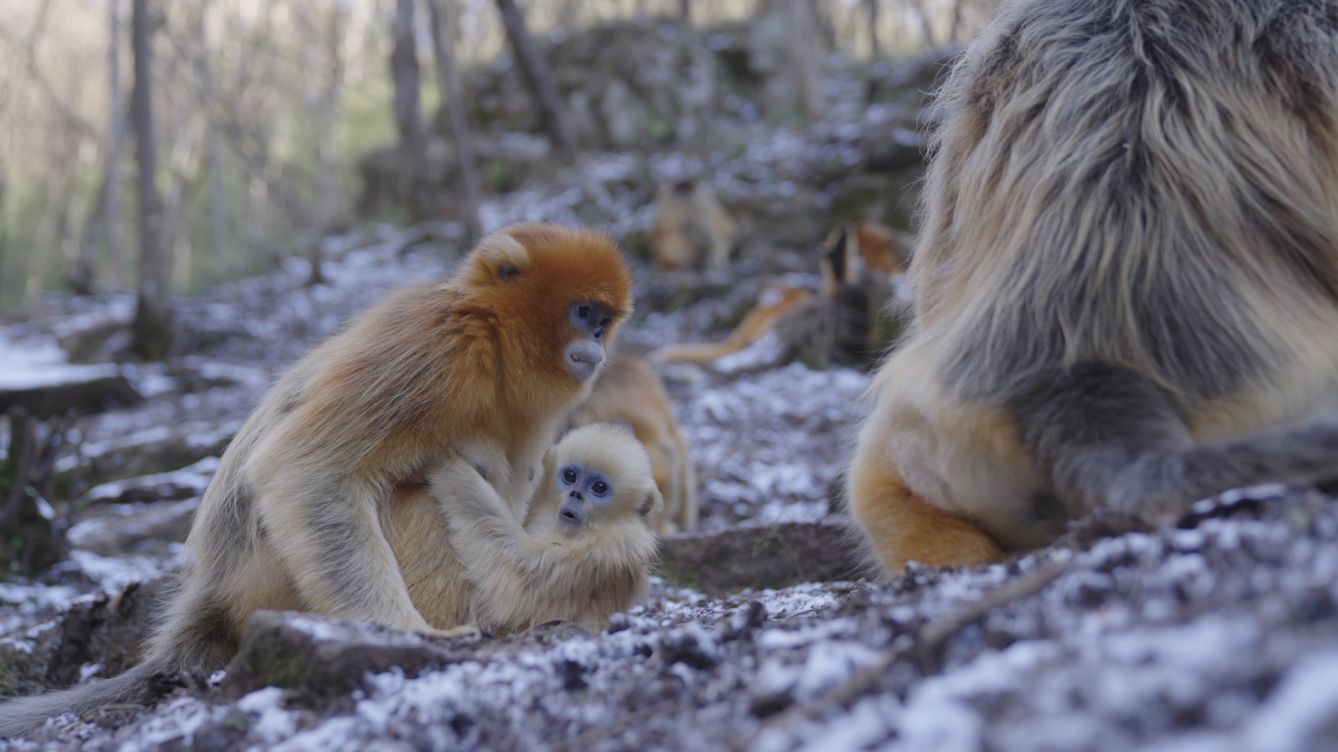 A mother monkey holds her baby close as they move together, the Qinling Mountains, northwest China's Shaanxi Province. /CGTN