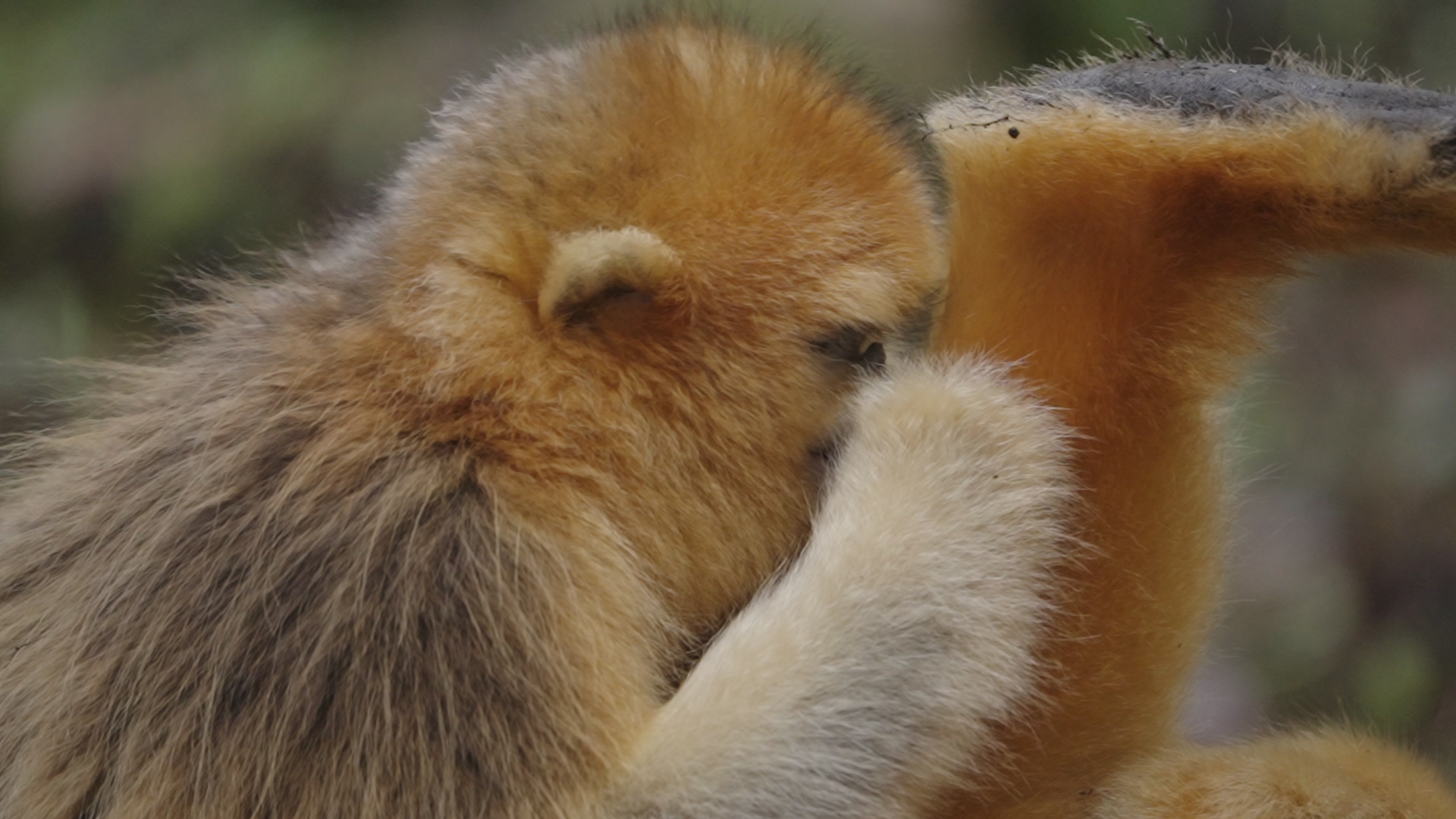 A monkey buries its face in another monkey's leg, the Qinling Mountains, northwest China's Shaanxi Province. /CGTN