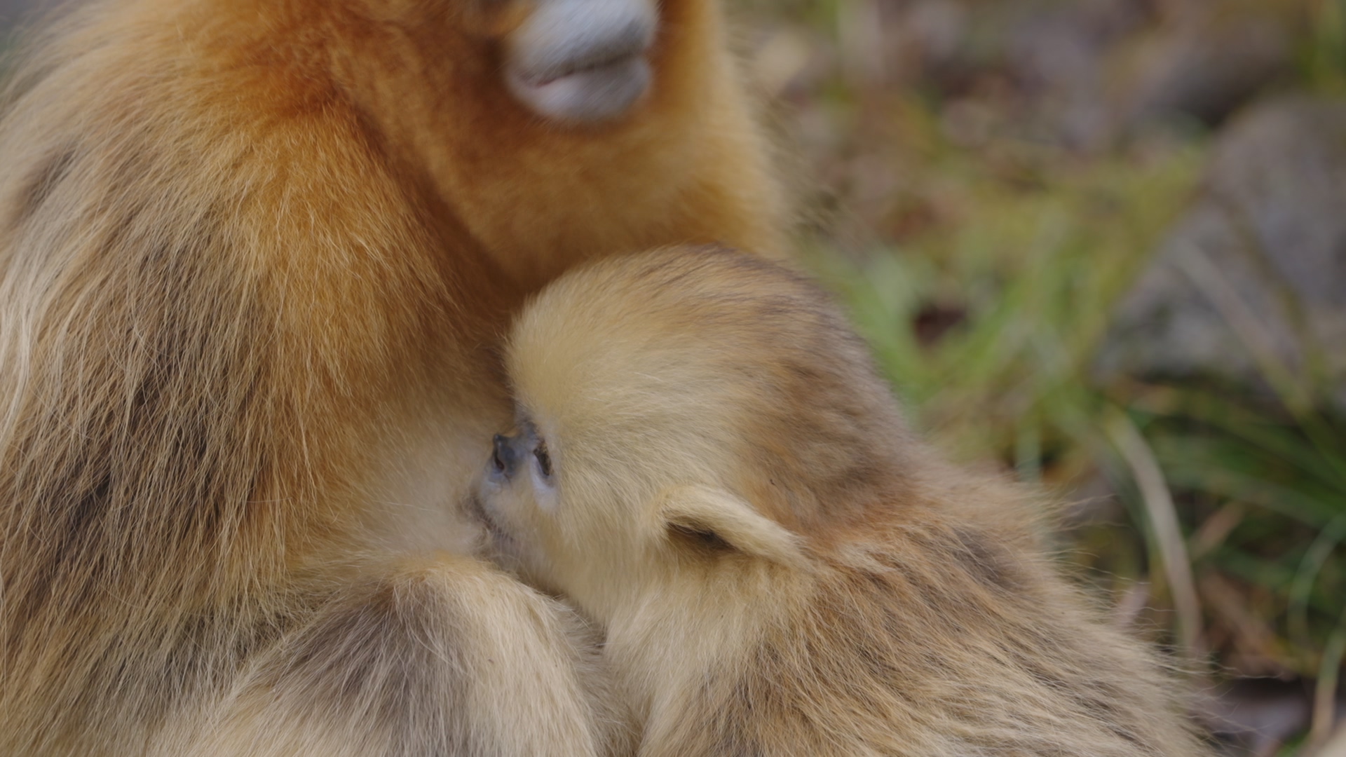 A baby monkey is nursing from its mother, the Qinling Mountains, northwest China's Shaanxi Province. /CGTN