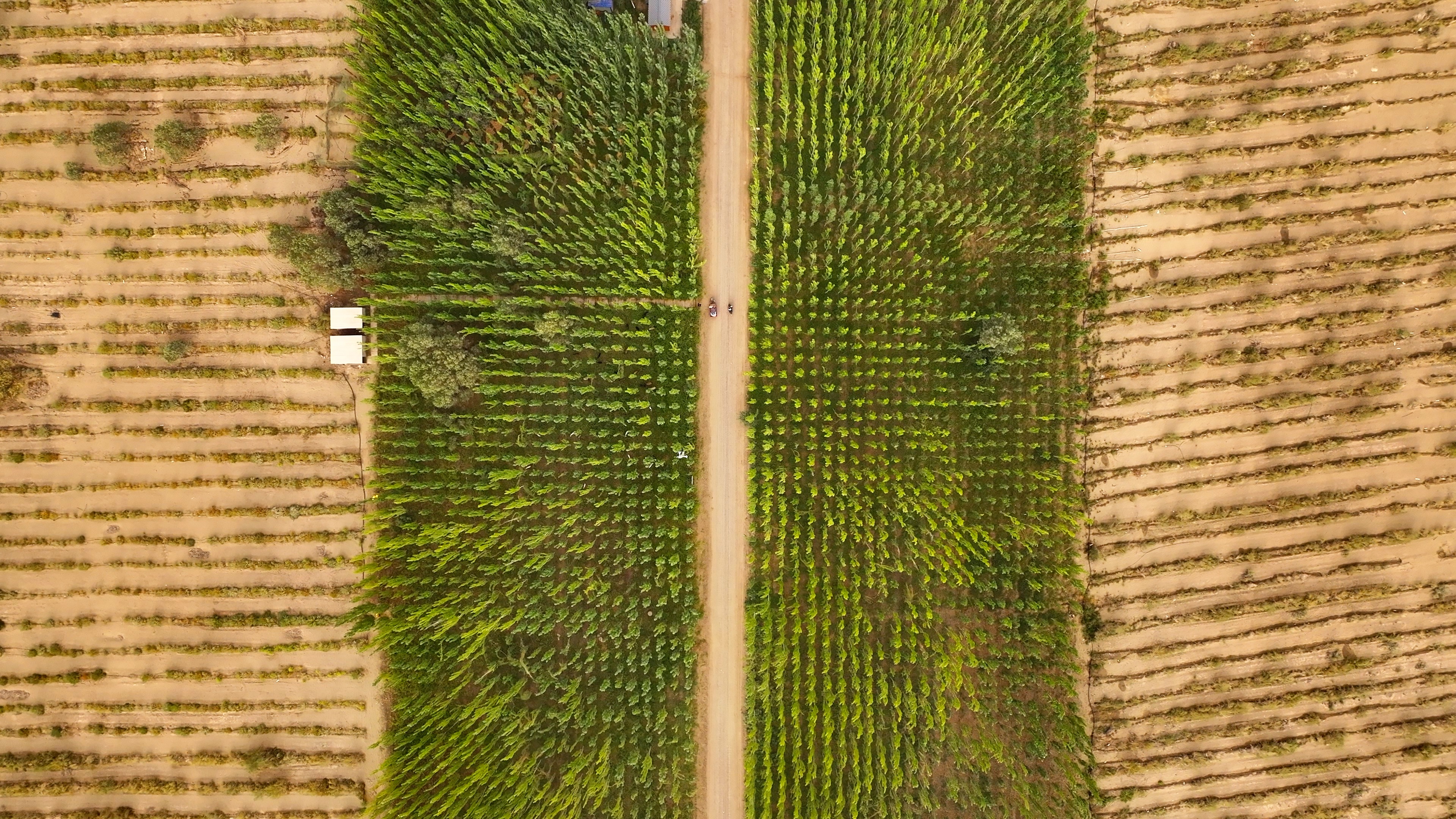 Makit County's shelterbelt forests carve out a bold green frontier. /CGTN