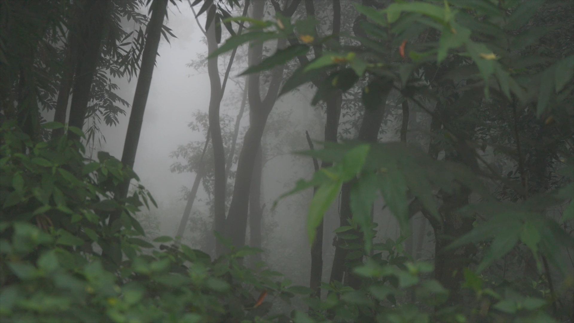 The old tea forests of the Jingmai Mountain in Pu'er City, southwest China's Yunnan Province. /CGTN