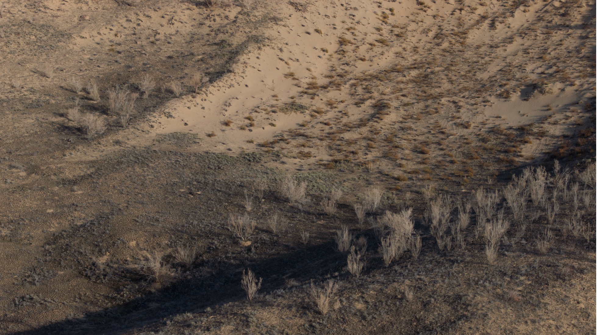 The biological soil crust in the Gurbantunggut Desert in Xinjiang. /CGTN