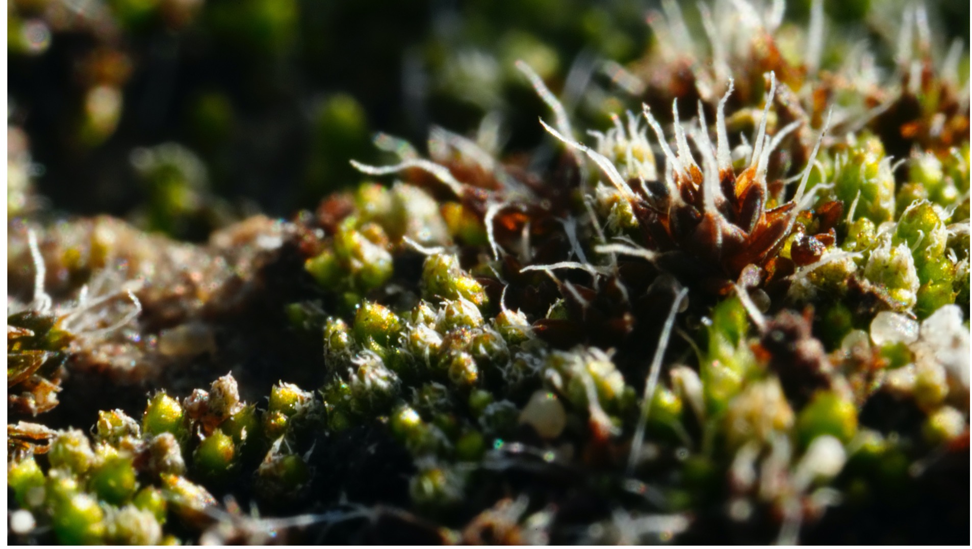 Syntrichia caninervis (a desert moss) after being watered, the Gurbantunggut Desert. /CGTN