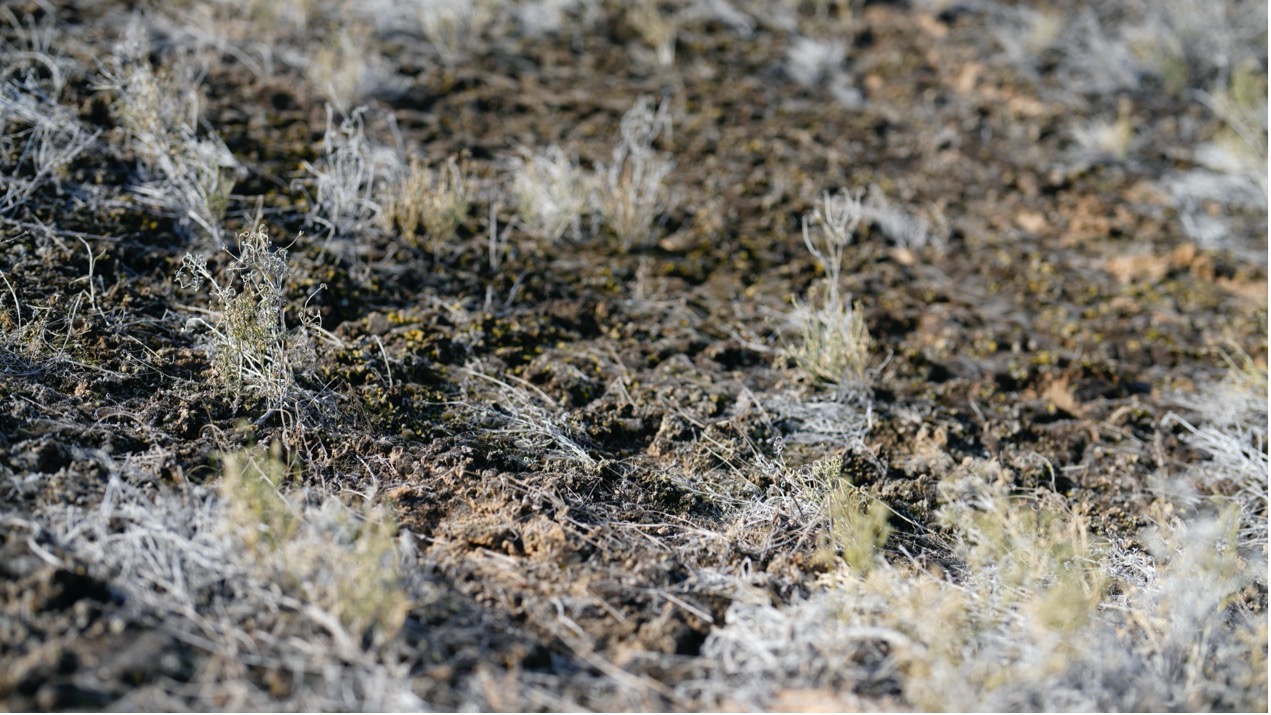 A view of the biological soil crust in the Gurbantunggut Desert. /CGTN