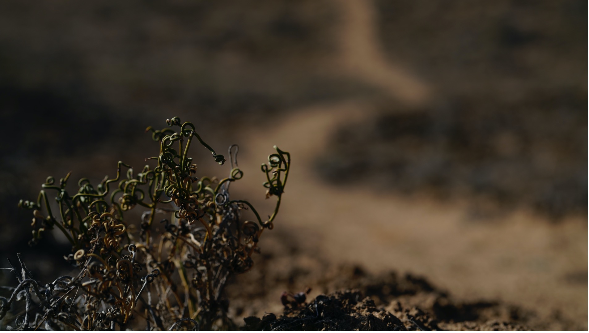 A close-up view of the biological soil crust in the Gurbantunggut Desert. /CGTN