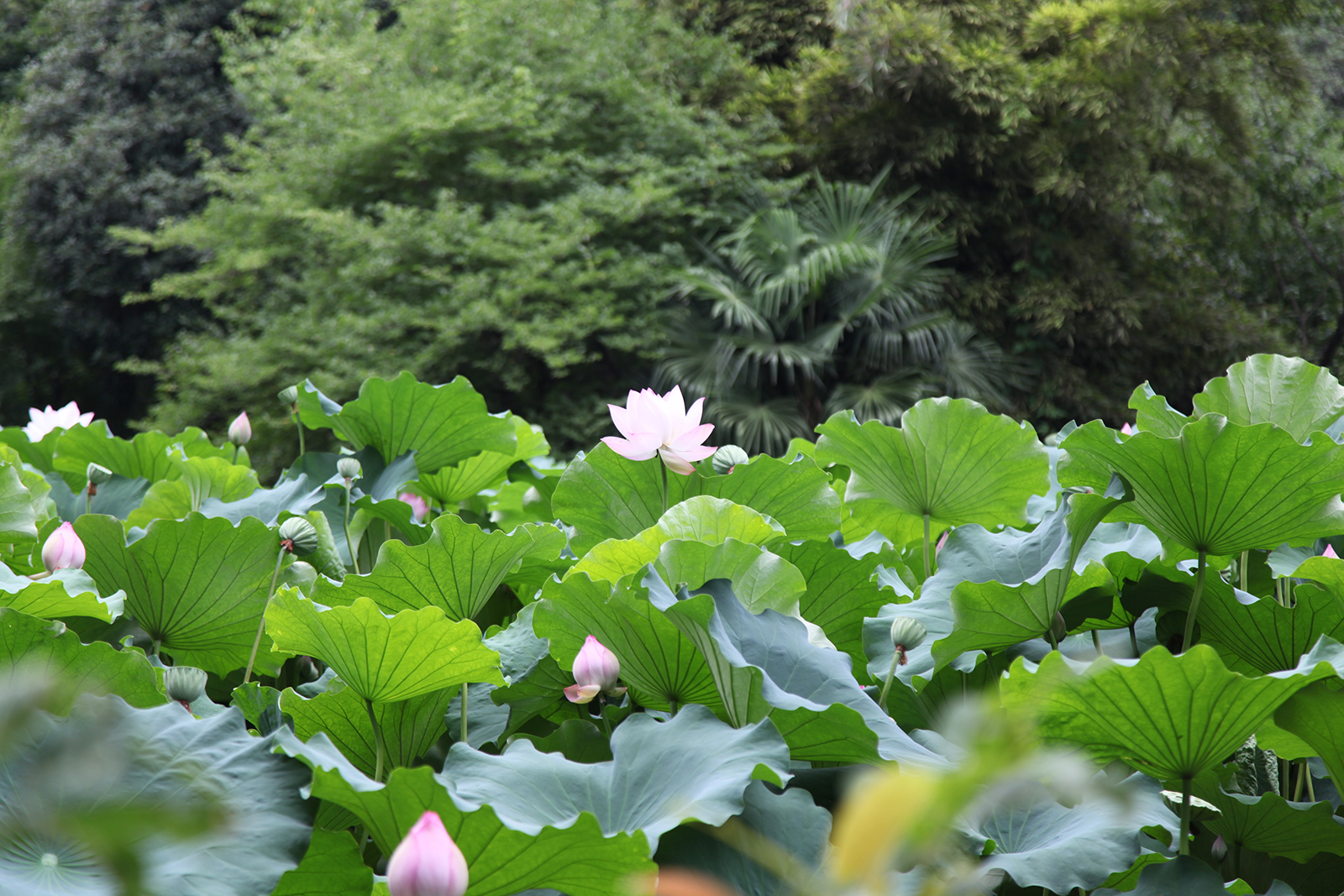 A view of the Chengdu Du Fu Thatched Cottage Museum in Sichuan Province /CGTN