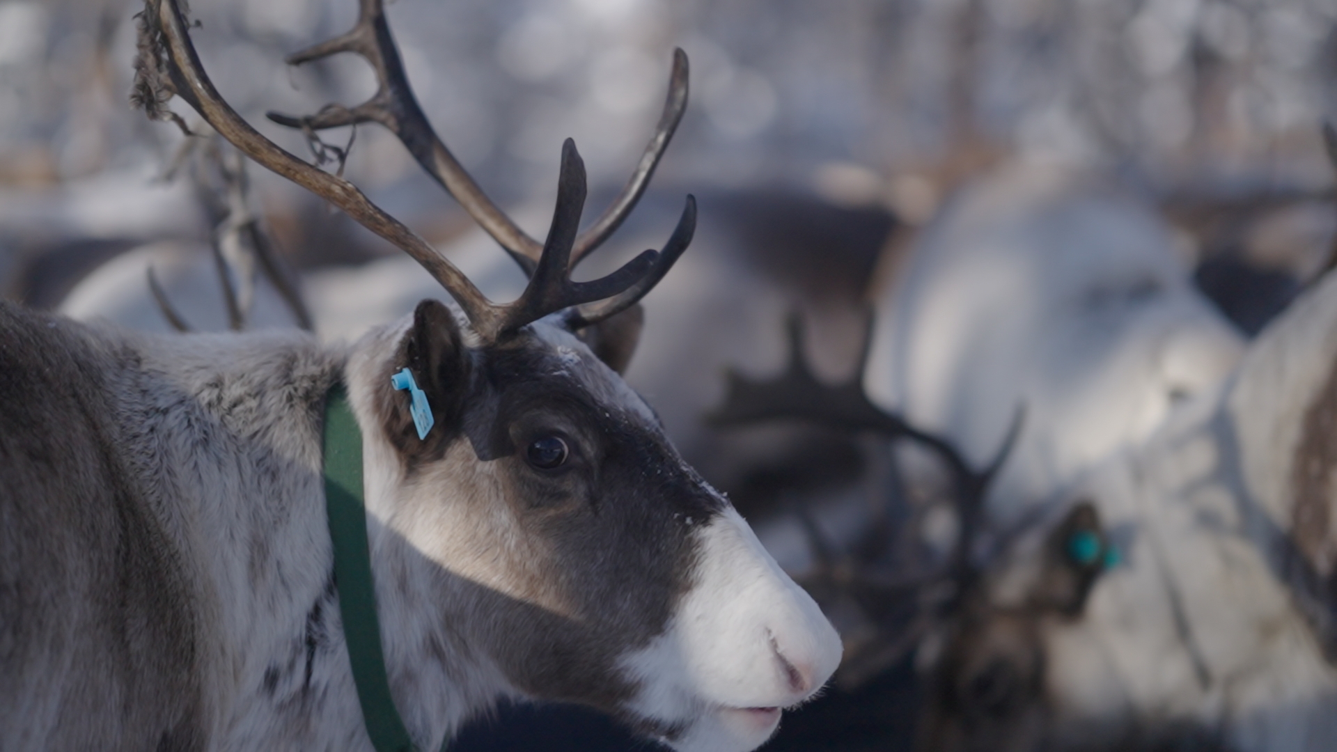 A reindeer looks back, the Greater Hinggan Mountains, northeast China's Heilongjiang Province. /CGTN
