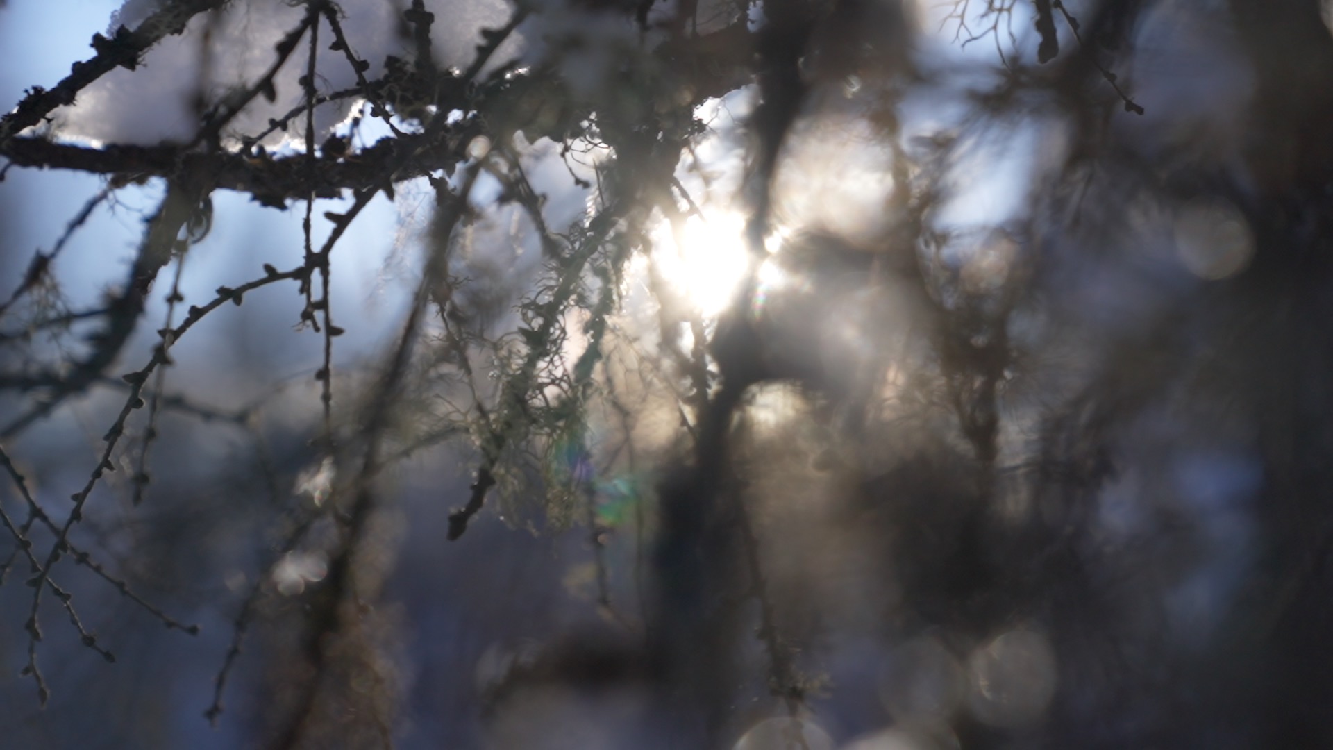 Sunlight filters through the branches in the Greater Hinggan Mountains in northeast China's Heilongjiang Province. /CGTN