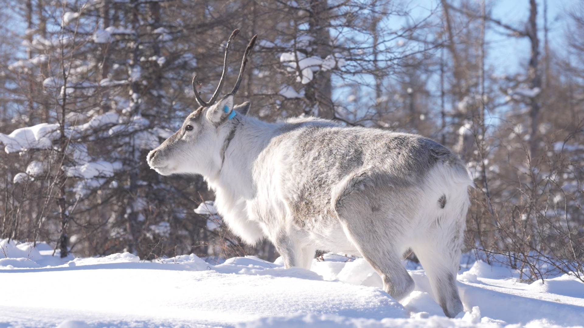 A reindeer runs through the snow, the Greater Hinggan Mountains, northeast China's Heilongjiang Province. /CGTN