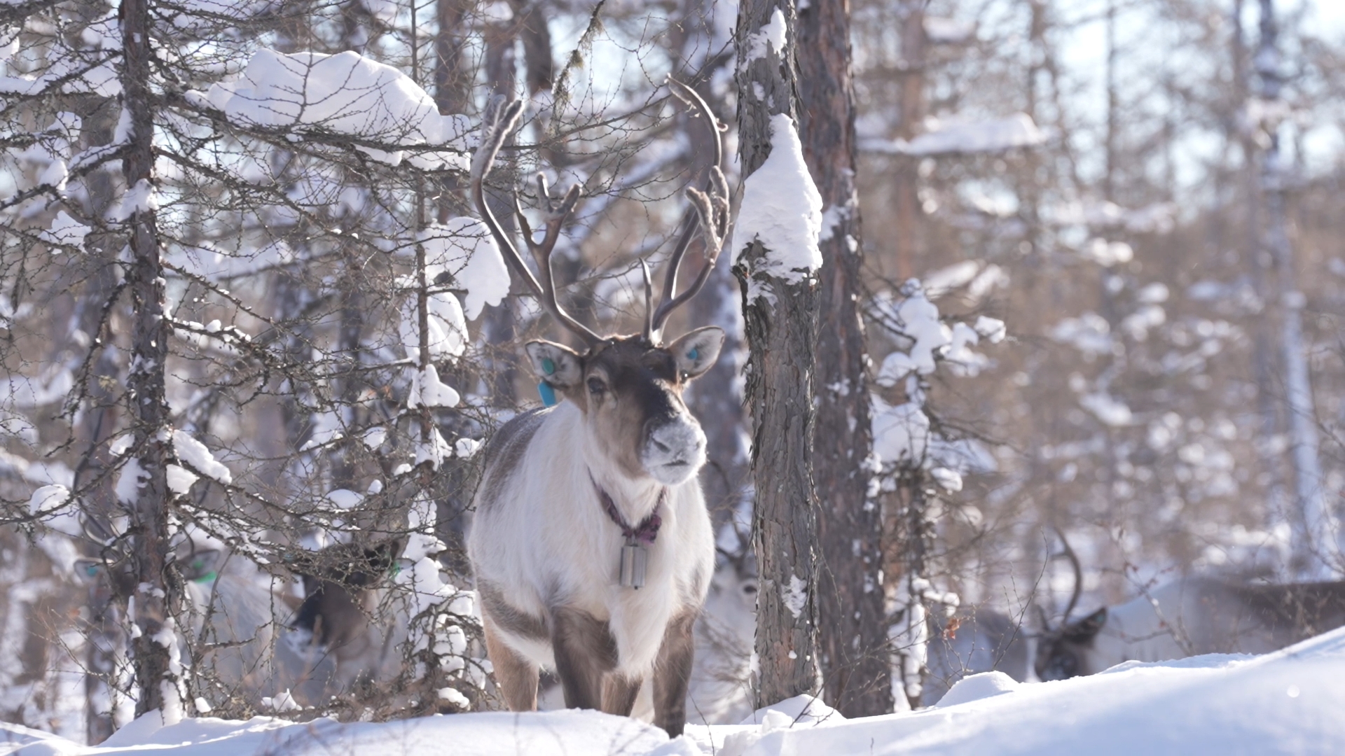 A reindeer walks out of the forest, the Greater Hinggan Mountains, northeast China's Heilongjiang Province. /CGTN