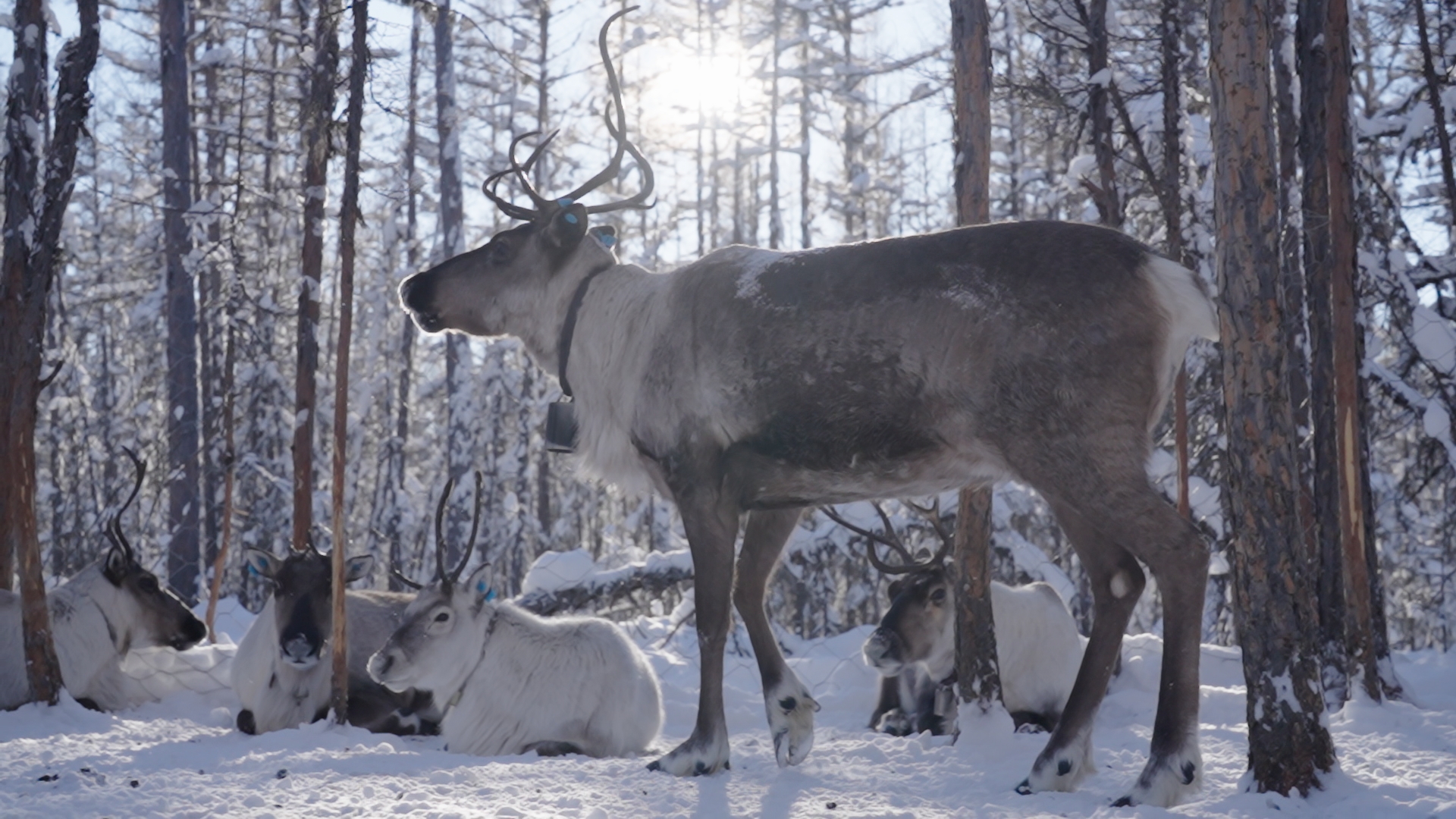 Reindeer lie on the ground, the Greater Hinggan Mountains, northeast China's Heilongjiang Province. /CGTN