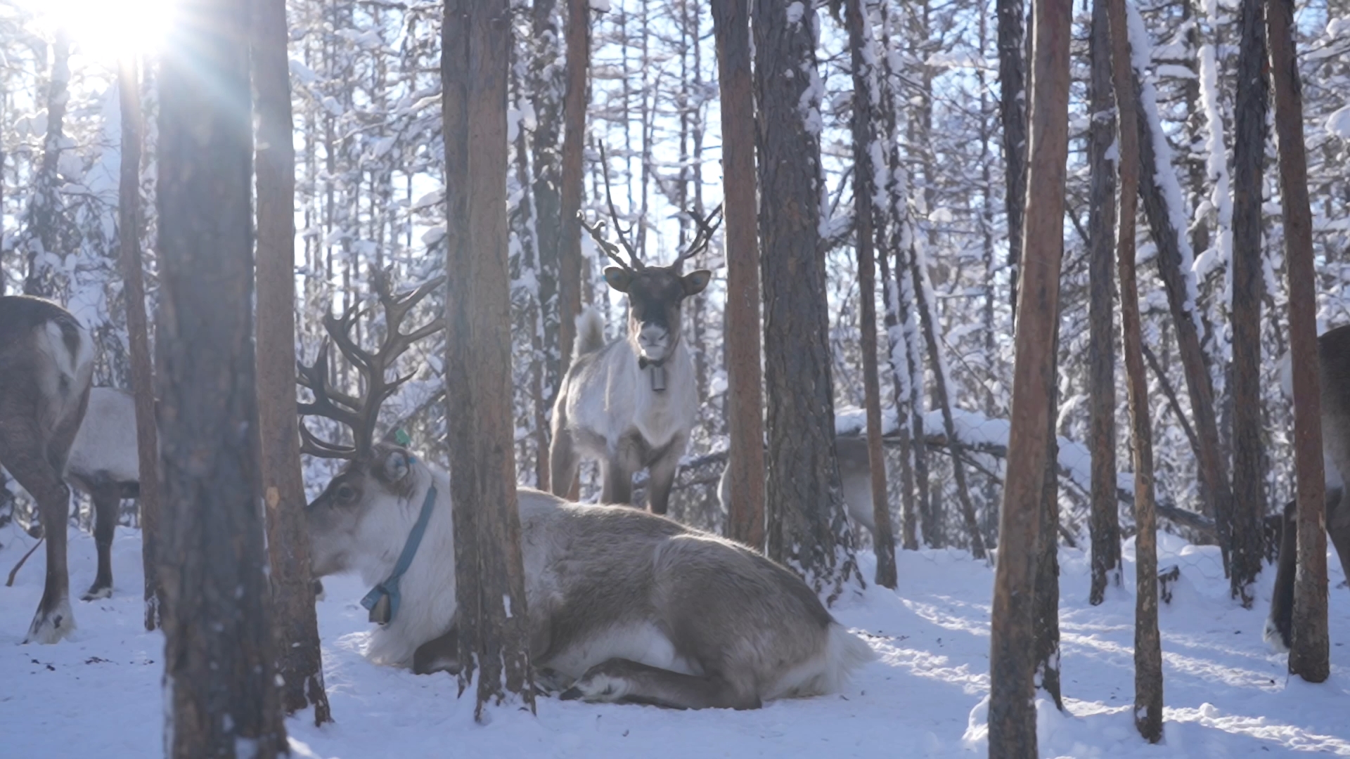 Reindeer is resting, the Greater Hinggan Mountains, northeast China's Heilongjiang Province. /CGTN